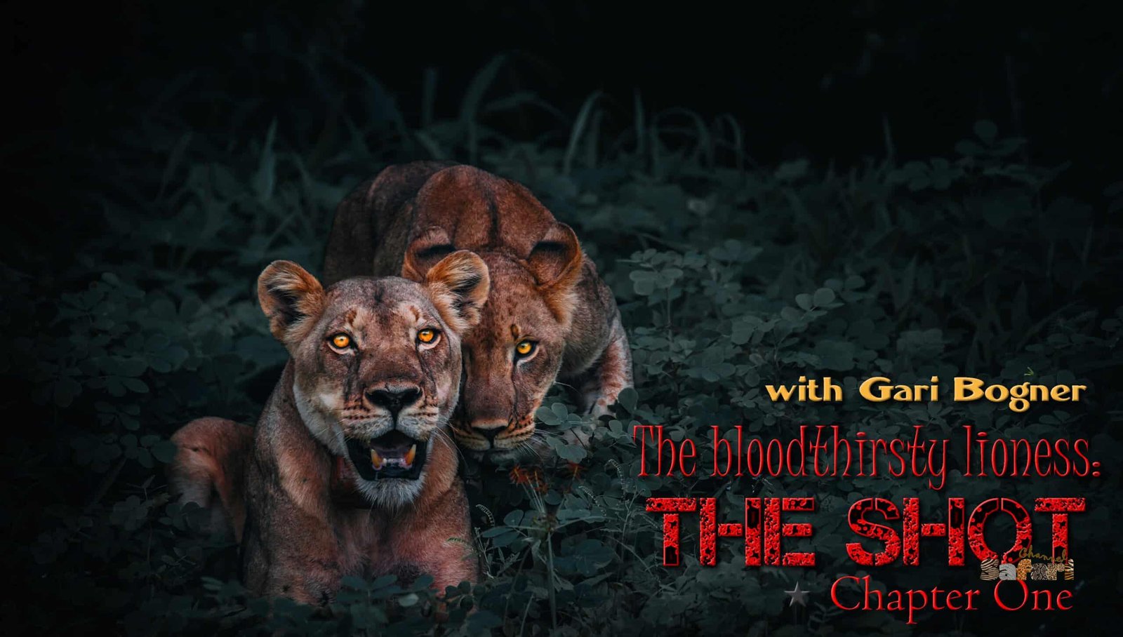 The bloodthirsty lioness: The shot: Safari Season 17/2