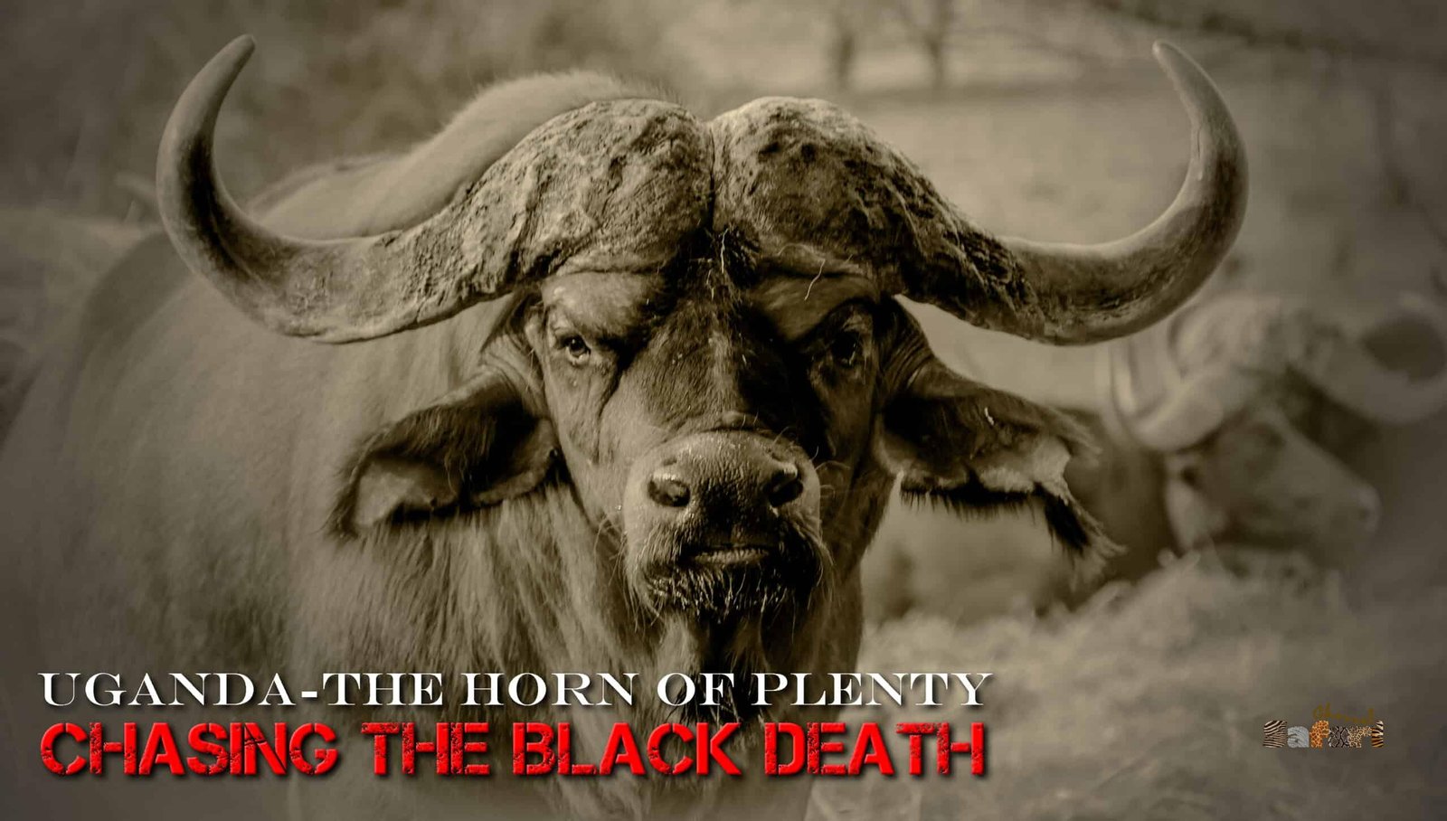 Chasing the Black death: Safari Season 27/3