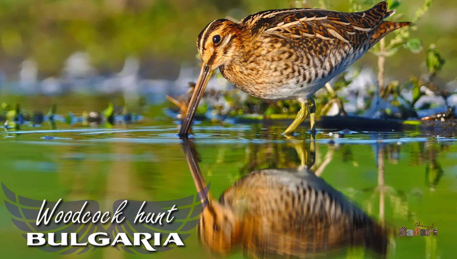 Woodcock shooting Bulgaria: Safari Season 32/3