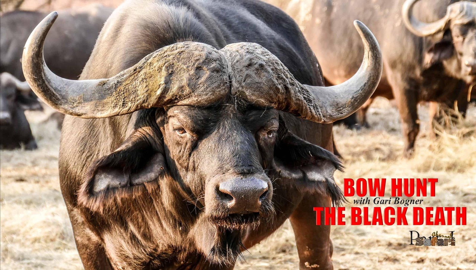 Bow hunt the “Black death” 1: Safari Season 47/4