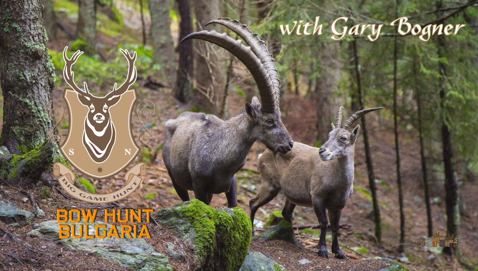 Ibex hunt with bow: Safari Season 52/5