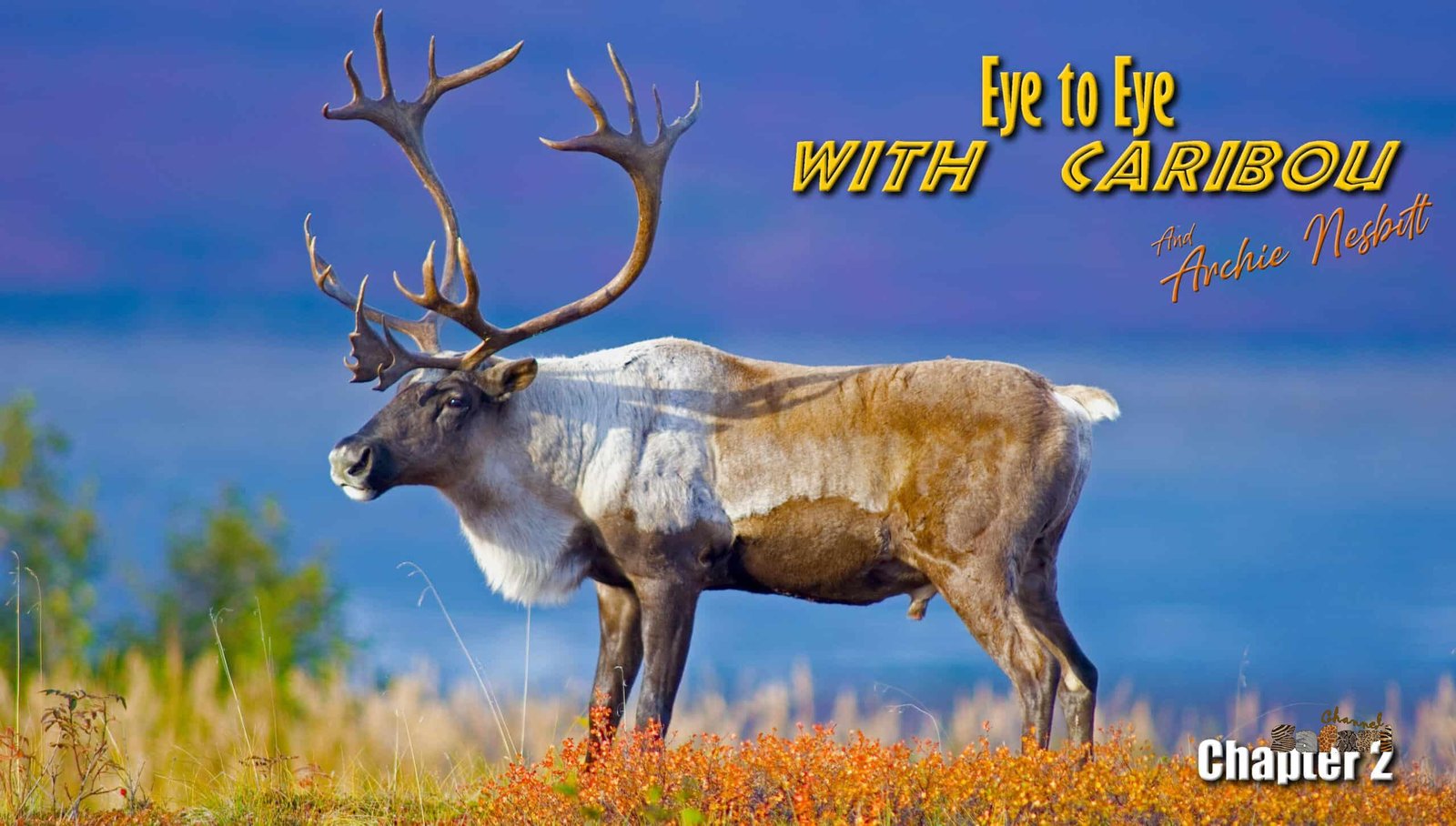 Eye to eye with Caribou 2: Safari Season 84/7