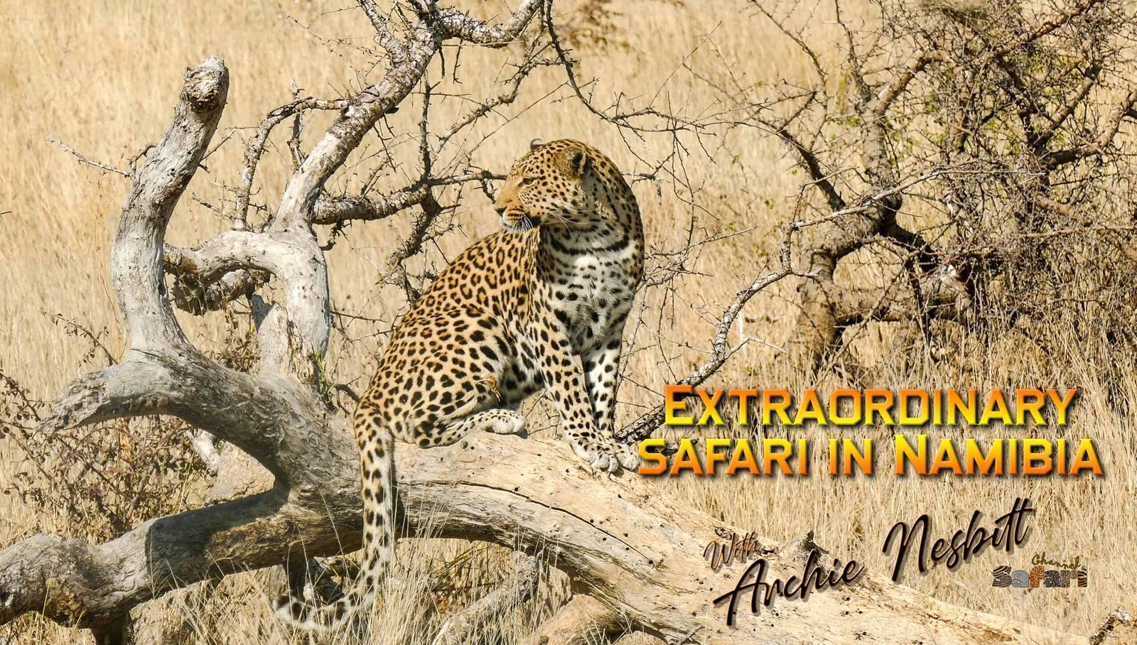 Extraordinary Namibia 3: Midnight Randevu: Safari Season 87/8
