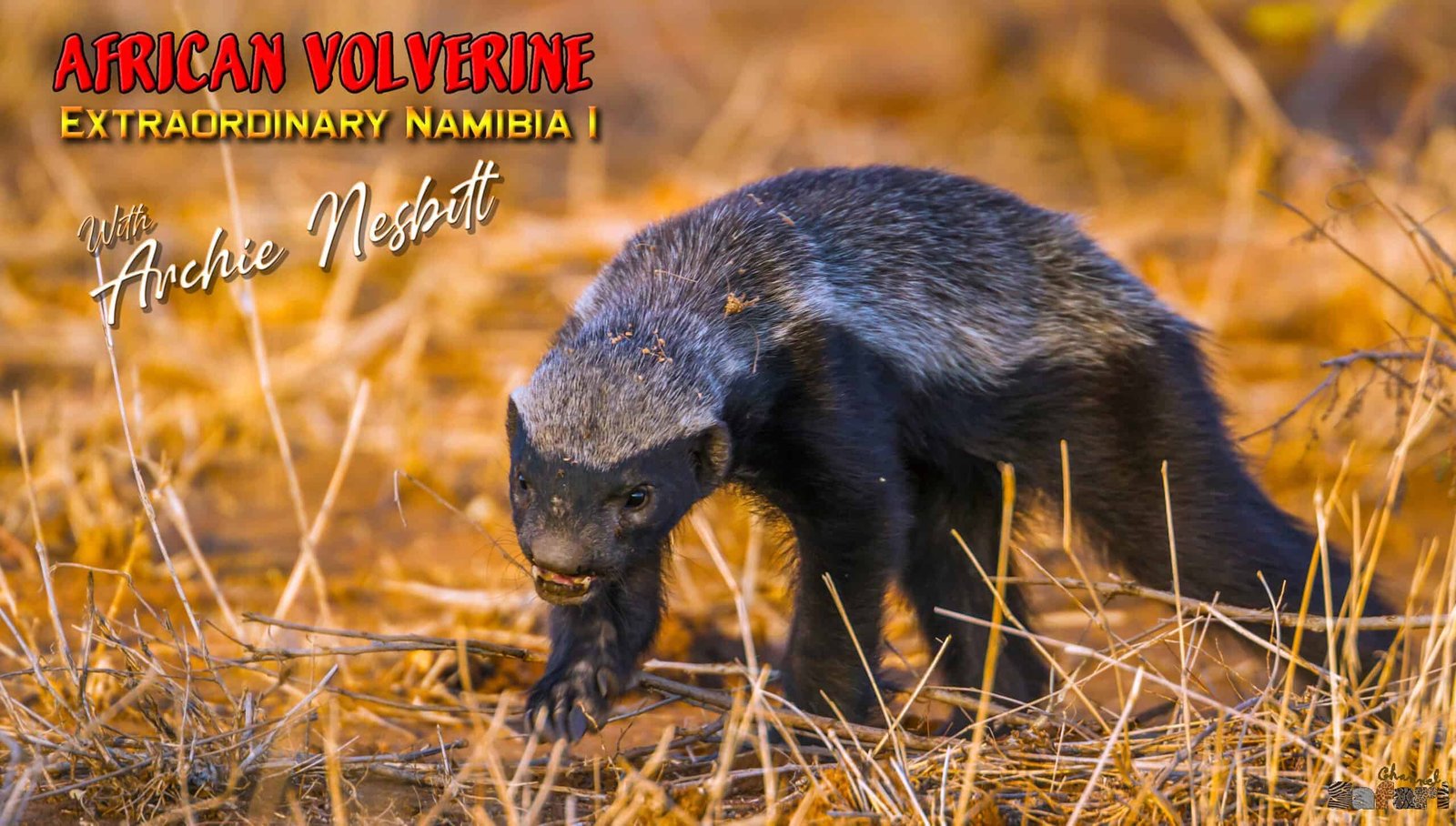 Extraordinary Namibia 1: African Volverine: Safari Season 85/8