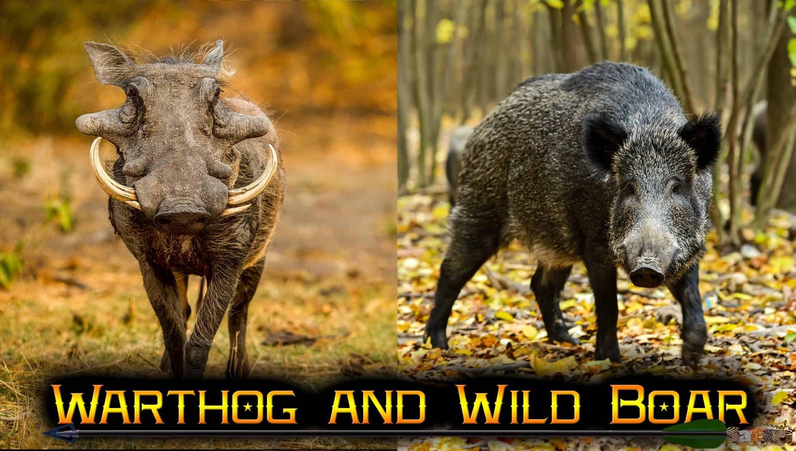 Masterful shots on wild boar: Boars and Hunters 3/1