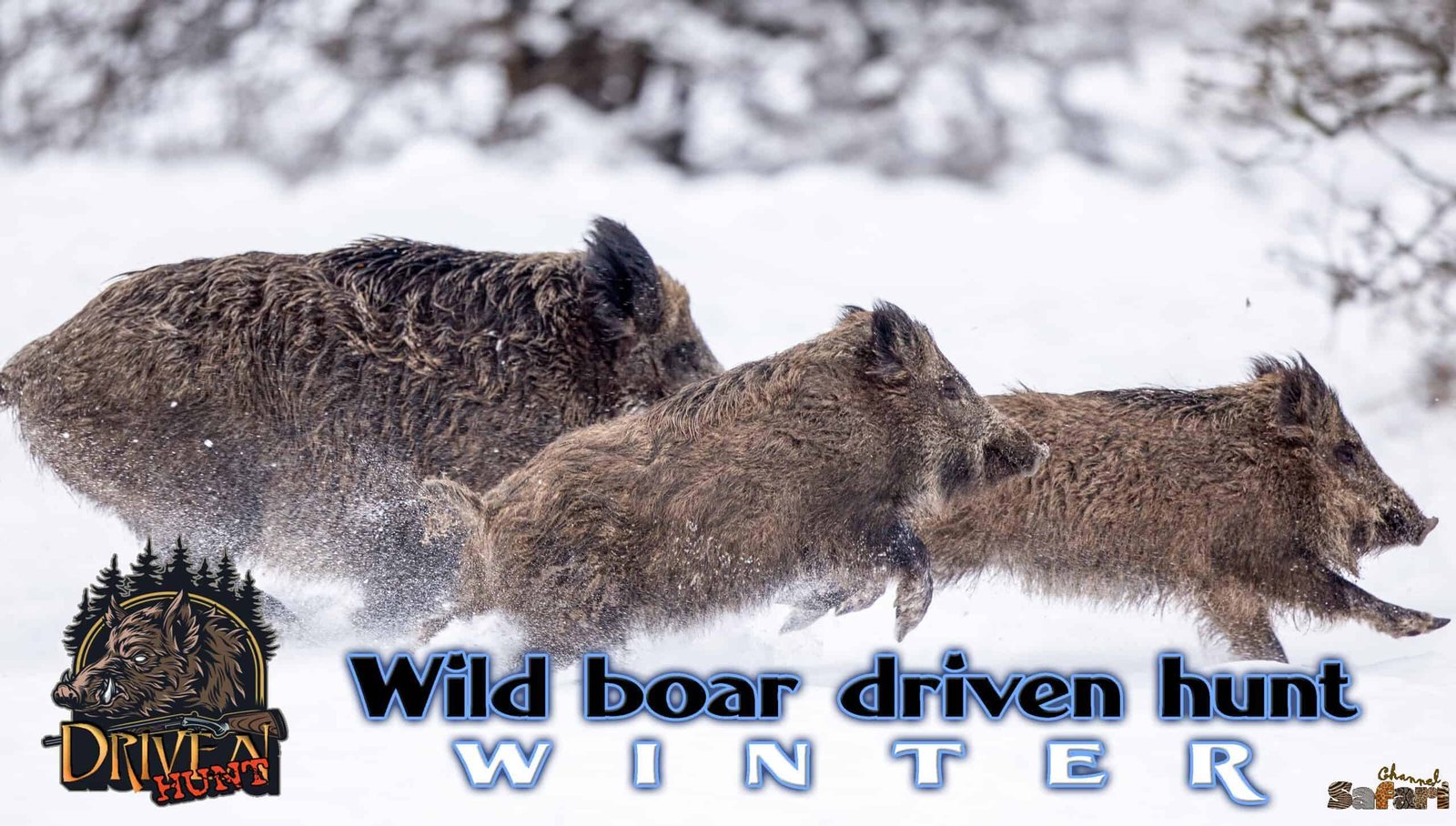 Wild boar driven hunt in Winter: Boars and Hunters 8/1