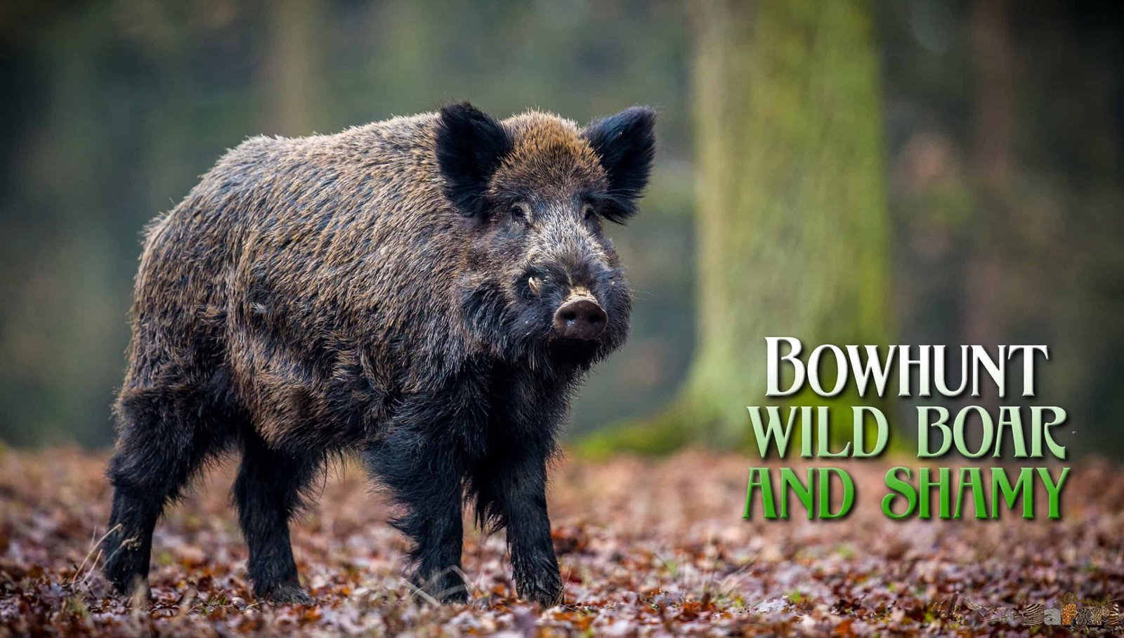Bowhunt wild boar and shamy: Boars and Hunters 12/1