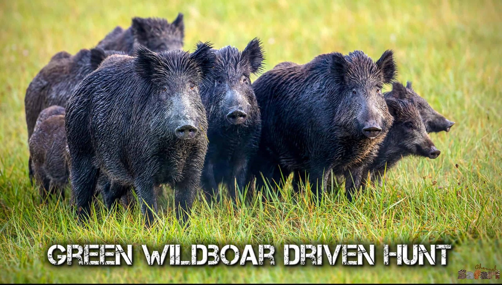 Green wildboar driven hunt: Boars and Hunters 17/2