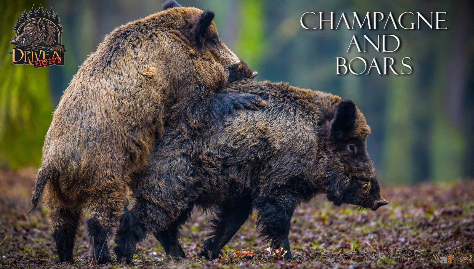 Champagne and boars: Boars and Hunters 26/3