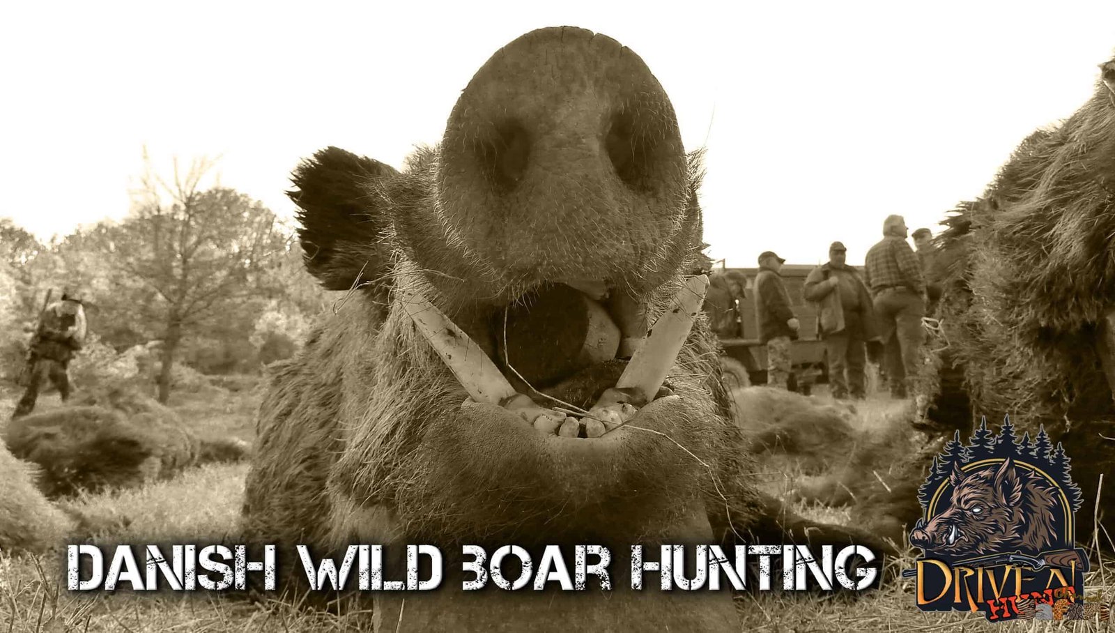 Danish wild boar hunting: Boars and Hunters 28/3
