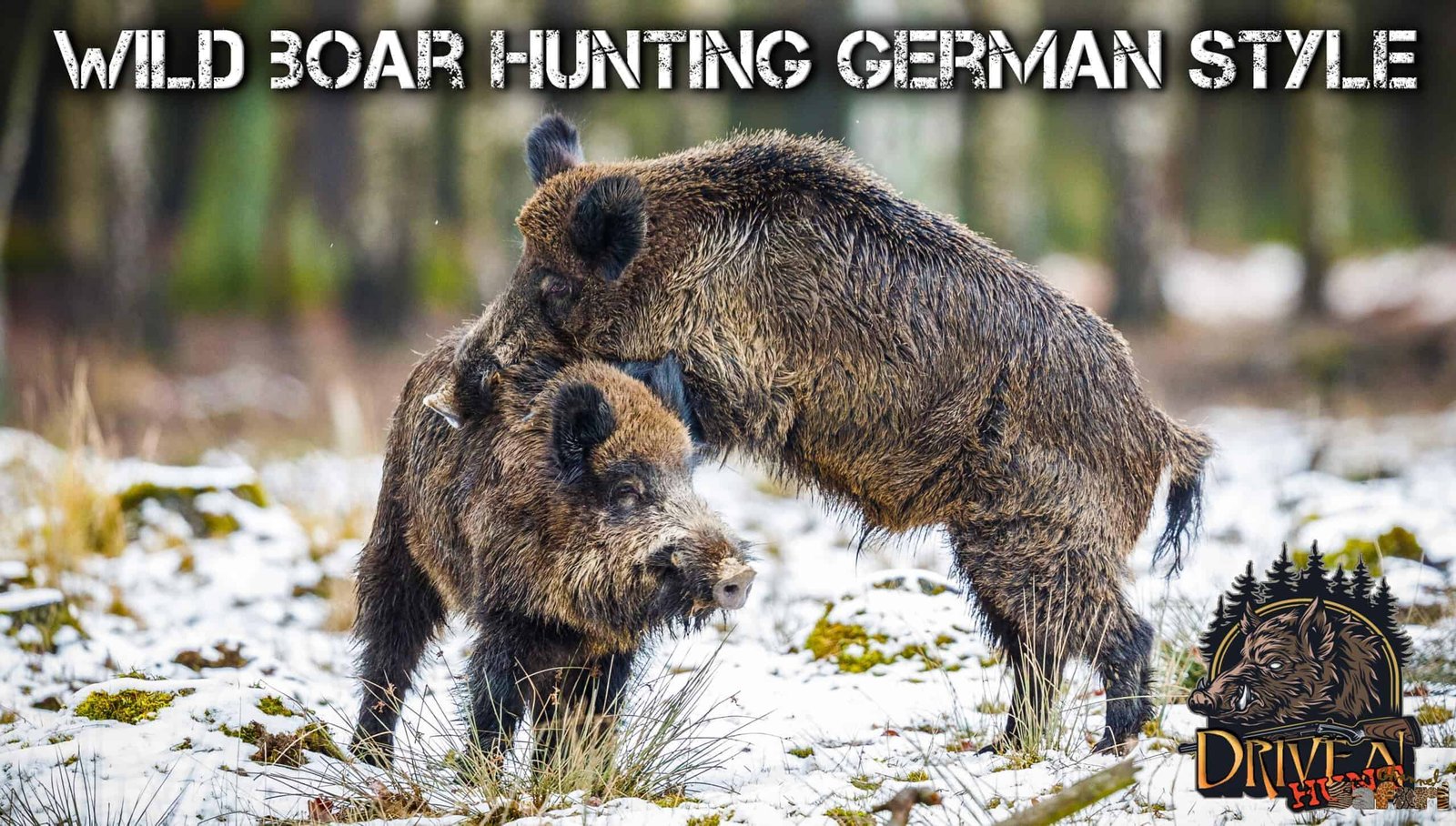 Wild boar hunting German style: Boars and Hunters 29/3