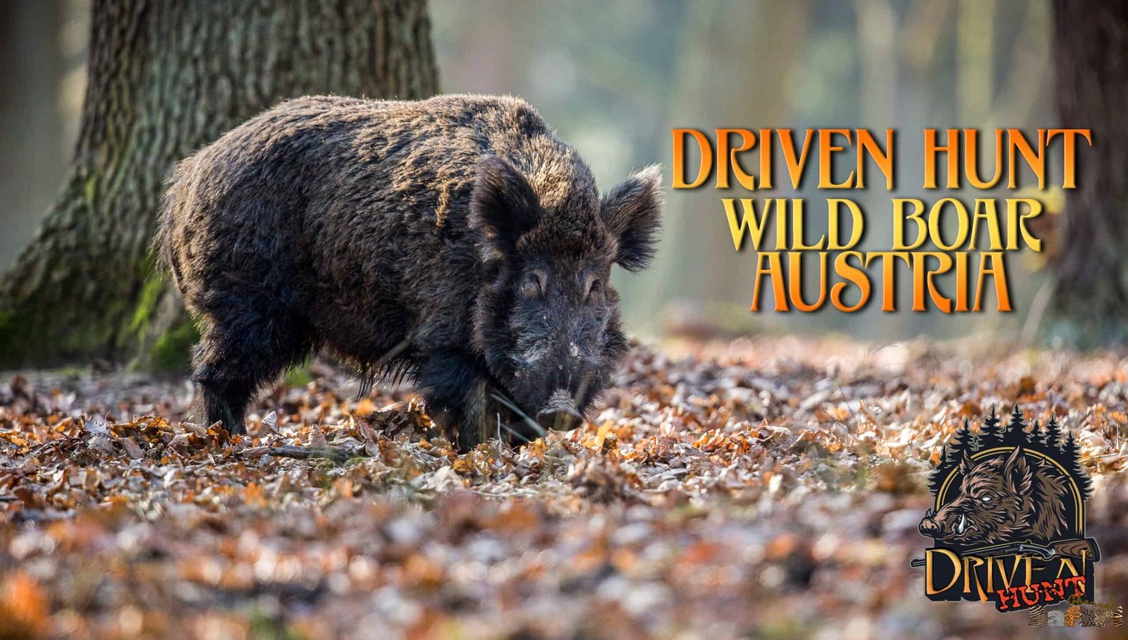 Driven hunt Austria: Boars and Hunters 33/3