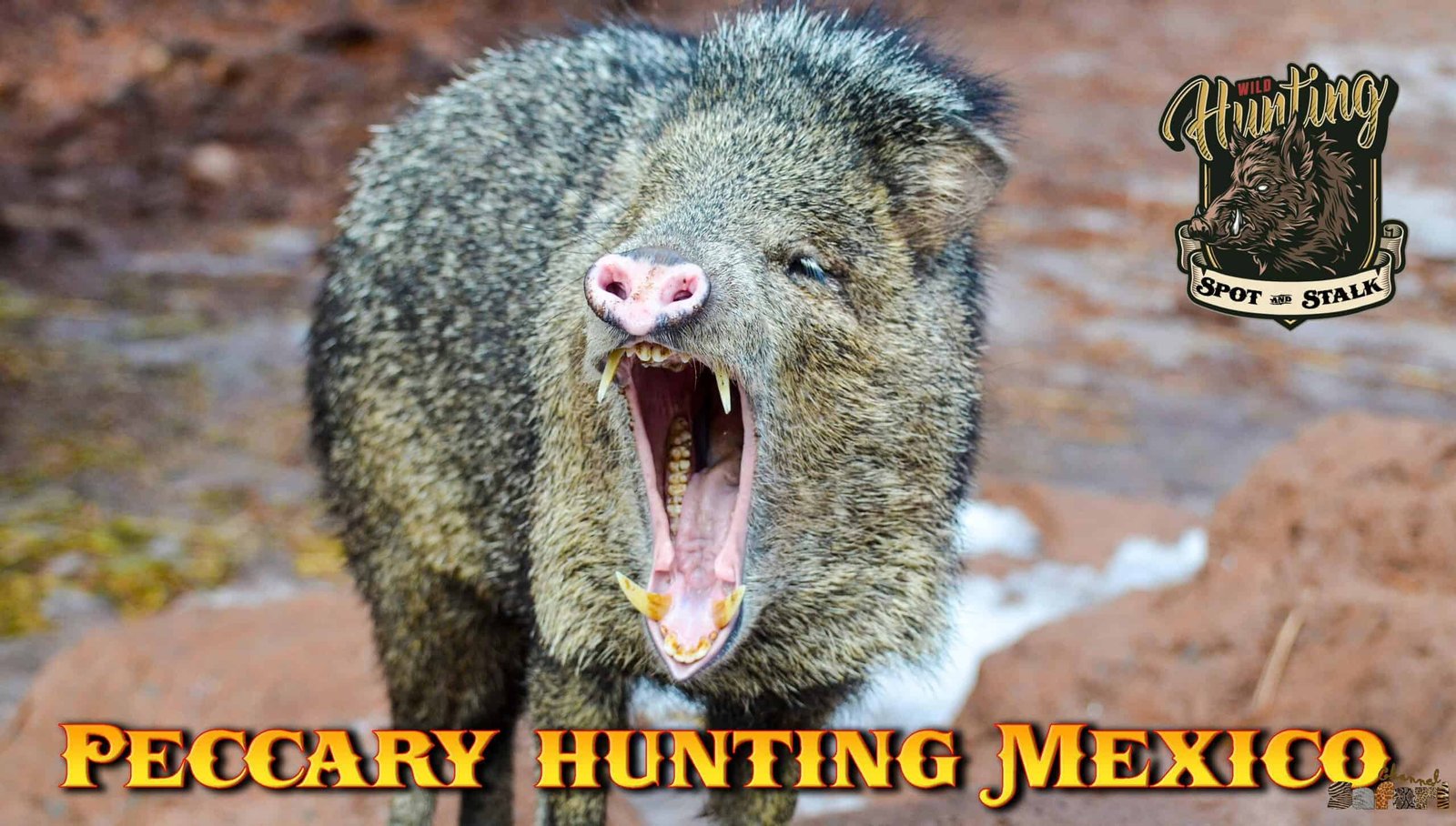 Peccary hunting Mexico: Boars and Hunters 39/4