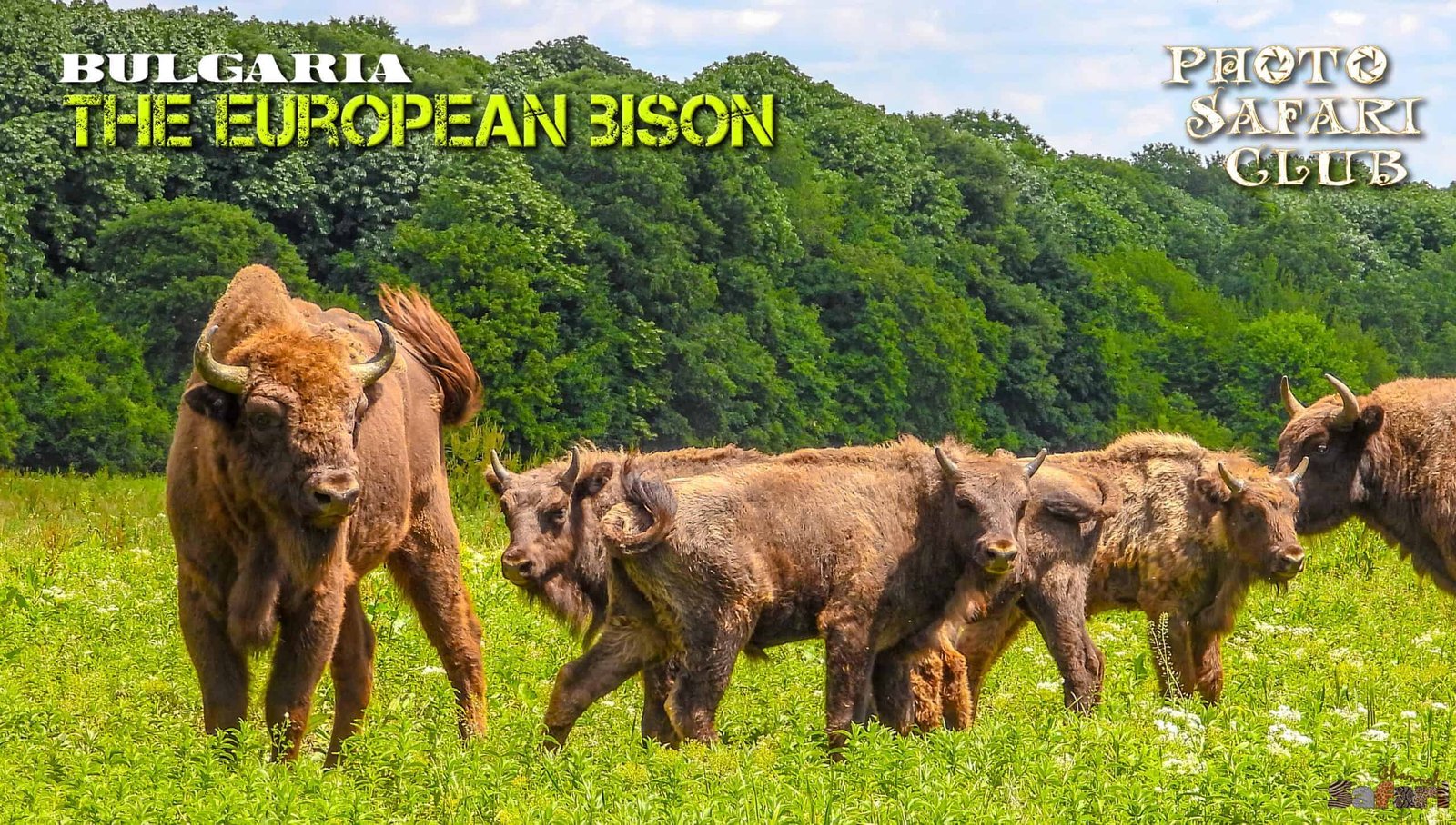 The European bison: Photo Safari Club 5