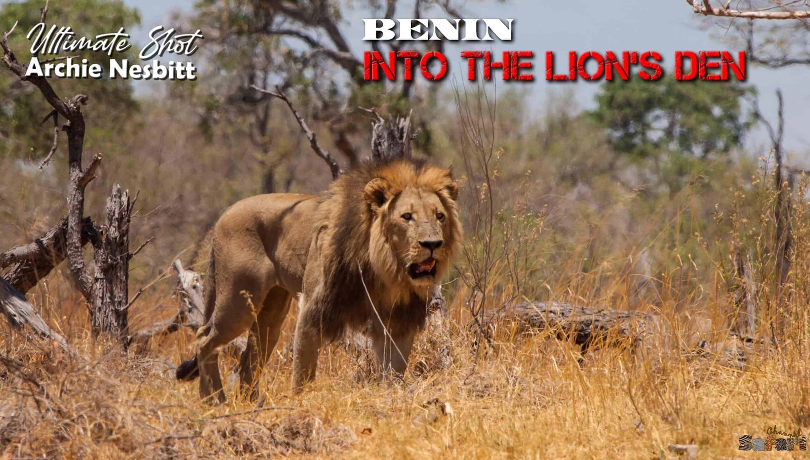 Into the Lion’s Den: Ultimate Shot 17/1