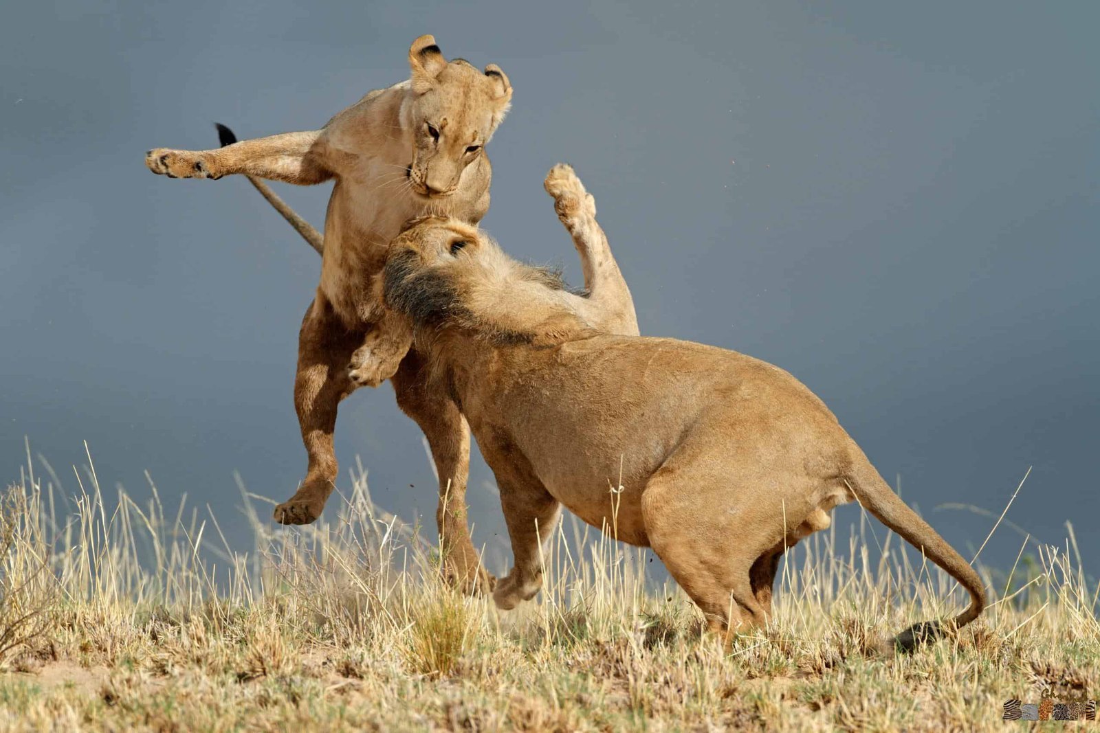 Необичайно сафари в Южна Африка – Втора част