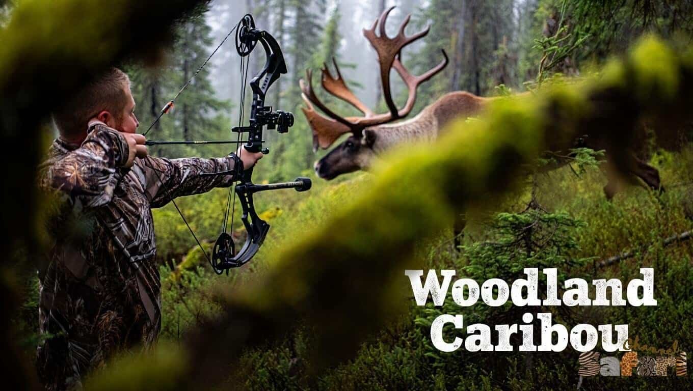 Woodland Caribou: Adventure Bowhunter 3/1