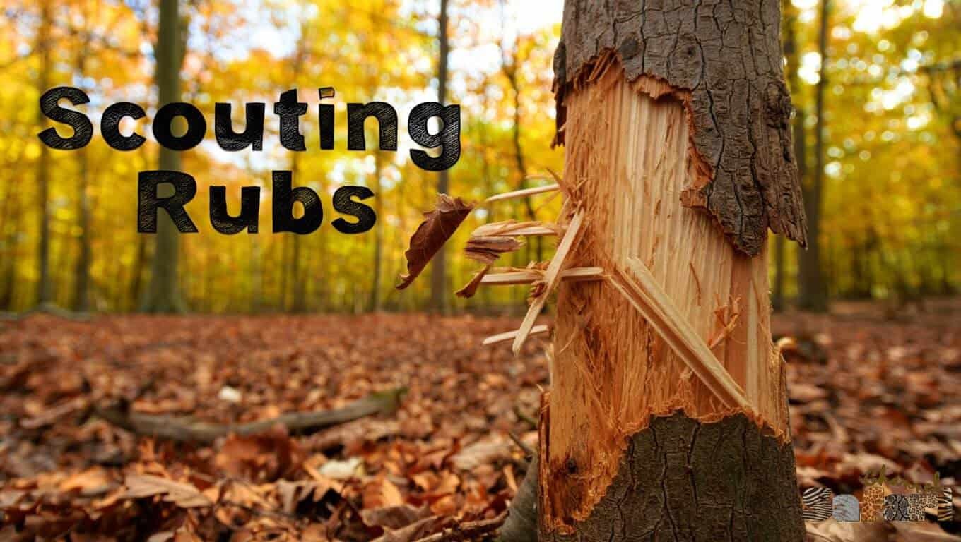 Scouting Rubs: Dominant Bucks 7/1