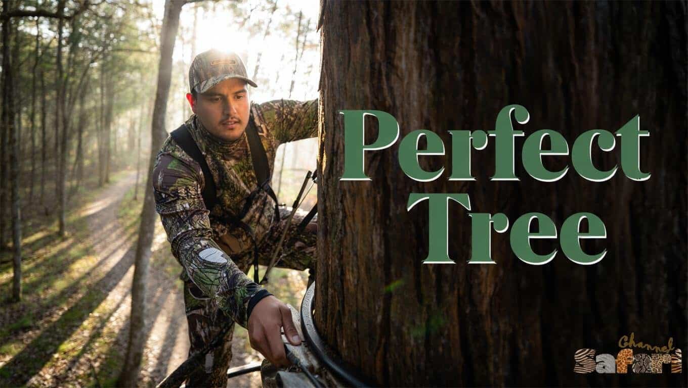 Perfect Tree: Dominant Bucks 1/4