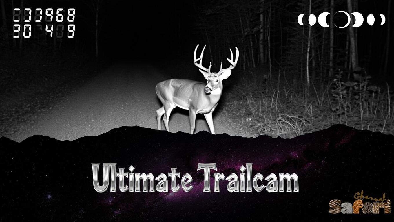 Ultimate Trailcam: Dominant Bucks 2/4