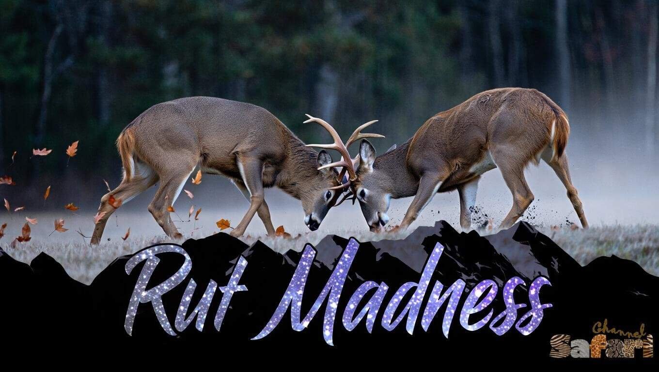Rut Madness: Dominant Bucks 7/6