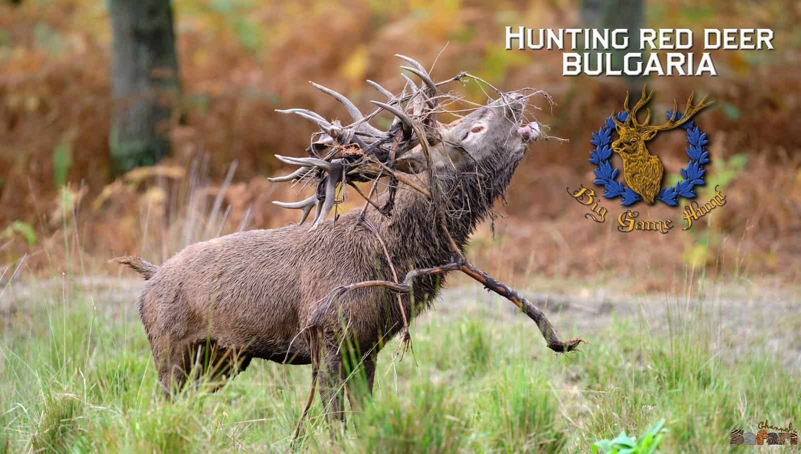 Red stag hunt: Safari Season 68/6