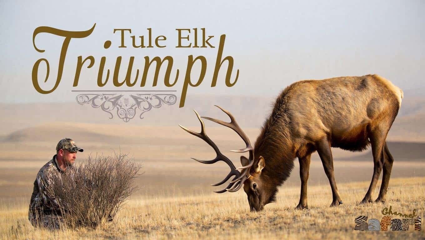 Tule Elk Triumph: Territories Wild 13/1