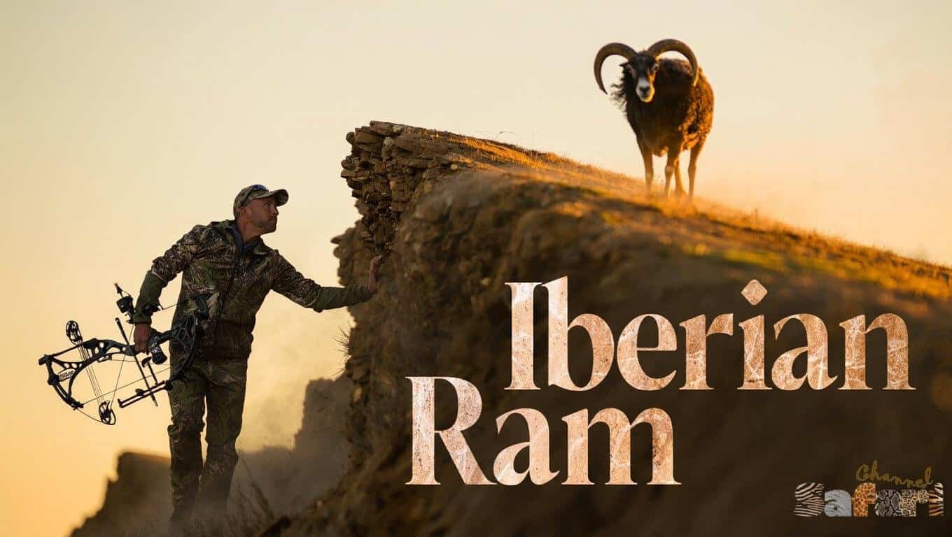 Iberian Ram: Territories Wild 6/7